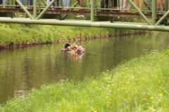 anrudern_44_20120902_1368113663