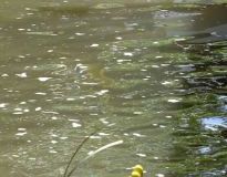 drachenbootcup_38_20120902_1134656107