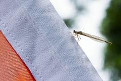 drachenbootcup_2016_3_1_20160709_1948804957