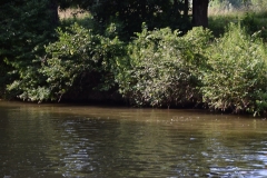 drachenbootcup_2019_1_449_20190706_2093115122